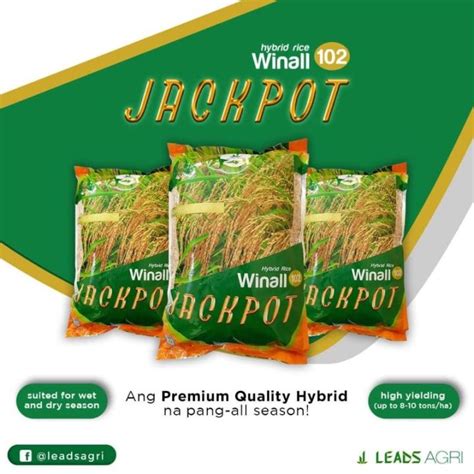 jackpot hybrid rice